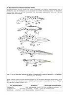 Vorschau - Klassenarbeiten - Übungsklausur zur Evolution der mitteleuropäischen Molche und Salamander - Deckblatt