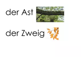 Vorschau - Bildkarten - Wort-/ Bildkarten zum Thema Wald und Bäume (16 Begriffe) - Seite 2