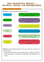 Vorschau - Stundenentwürfe - Das menschliche Skelett – Struktur, Schutz und Beweglichkeit | Unterrichtsreihe "Der Mensch", Biologie Klasse 6./7. - Seite 2
