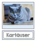 Vorschau - Poster - Katzen. Katzenrassen. 50 Bild- & Wortkarten. Körperbau: Tafelmaterial - Seite 3