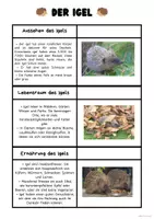 Vorschau - Arbeitsblätter - Der Igel 🦔 - Seite 1