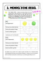 Vorschau - Arbeitsblätter - Biologie - Genetik - 3. Mendelgesetz - Seite 1