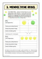Vorschau - Arbeitsblätter - Biologie - Genetik - 3. Mendelgesetz - Seite 3