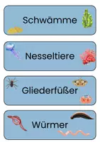 Vorschau - Präsentationen/Tafelbilder - Tafelmaterial - Wirbeltiere und wirbellose TIere - Seite 2