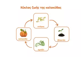 Προεπισκόπηση - Flashcards - Κύκλος ζωής της κολοκύθας - Εξώφυλλο