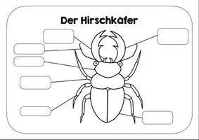 Vorschau - Poster - Hirschkäfer Lernplakat - Arbeitsblatt - Deckblatt