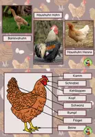 Vorschau - Arbeitsblätter - Wissenskartei Huhn mit Arbeitsblättern - Seite 2