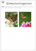 Vorschau - Arbeitsblätter - Schmetterlinge - Seite 3