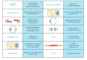 Vorschau - Spiele - Biotechnologie – Domino Spiel (Abitur) - Seite 1