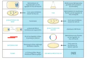 Vorschau - Spiele - Biotechnologie – Domino Spiel (Abitur) - Seite 2