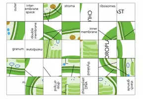 Vorschau - Spiele - Chloroplast - Jigsaw Puzzle - Seite 2