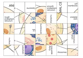 Vorschau - Spiele - Animal cell - Jigsaw Puzzle - Seite 1