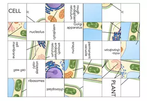 Vorschau - Arbeitsblätter - Plant cell - Jigsaw Puzzle - Seite 1