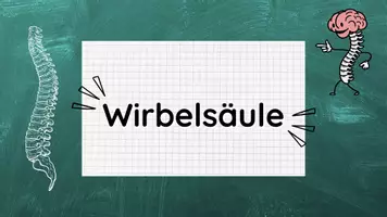 Vorschau - Stundenentwürfe - Stundenentwurf: Wirbelsäule inkl Lösungen Teil 2 - Knochen & Muskeln - Biologie - Seite 2