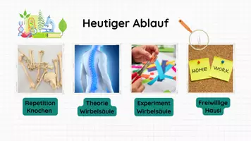 Vorschau - Stundenentwürfe - Stundenentwurf: Wirbelsäule inkl Lösungen Teil 2 - Knochen & Muskeln - Biologie - Seite 3