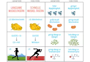 Vorschau - Spiele - Schnelle und Langsame Muskelfasern - Zuordnungsaktivität (Abitur) - Seite 1