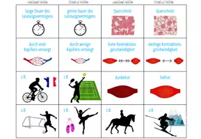 Vorschau - Spiele - Schnelle und Langsame Muskelfasern - Zuordnungsaktivität (Abitur) - Seite 2
