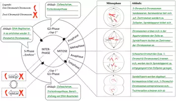 Vorschau - Arbeitsblätter - Zellzyklus und Mitose - Arbeitsblatt zum Ablauf / Phasen - Seite 2