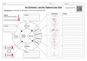 Vorschau - Arbeitsblätter - Zellzyklus und Mitose - Arbeitsblatt zum Ablauf / Phasen - Seite 1