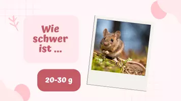 Vorschau - Stundenentwürfe - Gewicht inkl Lösungen - Grössen Teil 4 - Mathe - Seite 3