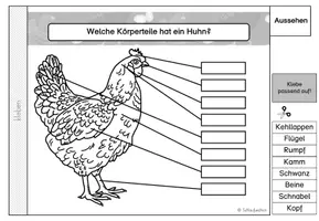 Vorschau - Arbeitsblätter - Flipbook Huhn Klasse 2 3 - Seite 2