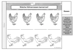 Vorschau - Arbeitsblätter - Flipbook Huhn Klasse 2 3 - Seite 3