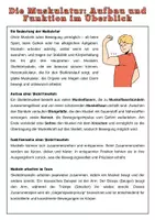 Vorschau - Arbeitsblätter - Die Muskulatur: Aufbau und Funktion im Überblick | Unterrichtsreihe "Der Mensch", Biologie, 6./7. Klasse - Seite 1