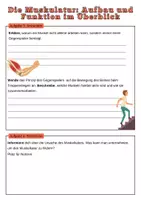 Vorschau - Arbeitsblätter - Die Muskulatur: Aufbau und Funktion im Überblick | Unterrichtsreihe "Der Mensch", Biologie, 6./7. Klasse - Seite 3