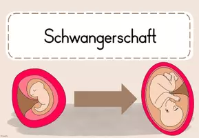 Vorschau - Stundenentwürfe - 16. UE Sexualerziehung: Schwangerschaft - Seite 3