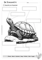 Vorschau - Arbeitsblätter - Schildkröte - Körperteile - Lesetext - Verständnisaufgaben - Bildkarten - Seite 2