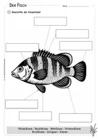 Vorschau - Arbeitsblätter - Fisch - Körperteile - Lesetext - Verständnisaufgaben - Bildkarten - Seite 2