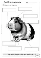 Vorschau - Arbeitsblätter - Meerschweinchen - Körperteile - Lesetext - Verständnisaufgaben - Bildkarten - Seite 2