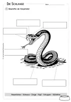 Vorschau - Arbeitsblätter - Schlange - Körperteile - Lesetext - Verständnisaufgaben - Bildkarten - Seite 2
