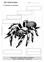 Vorschau - Arbeitsblätter - Vogelspinne - Körperteile - Lesetext - Verständnisaufgaben - Bildkarten - Seite 2