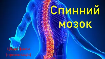 Попередній перегляд - Cпинний мозок - Обкладинка