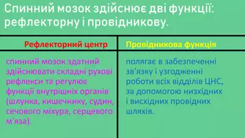 Попередній перегляд - Cпинний мозок - Сторінка 2
