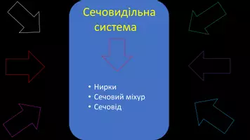 Попередній перегляд - Видільна система - Сторінка 3