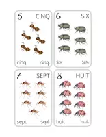Aperçu - Préparation de séance / Séance complète - Cartes à compter 1 à 10 Insectes +3 fiches d'activités - Page 1
