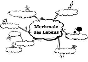 Vorschau - Arbeitsblätter - Merkmale des Lebens - Seite 2