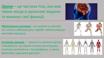 Попередній перегляд - Органи - Сторінка 1