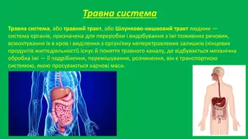Попередній перегляд - Органи - Сторінка 2