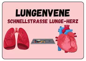 Vorschau - Spiele - Worttafeln Bewegungsspiel Blutkreislauf - Biologie - Seite 3