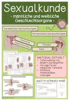Vorschau - Arbeitsblätter - SEXUALKUNDE - weibliche und männliche Geschlechtsorgane - Deckblatt