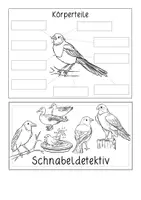 Vorschau - Anderer Materialtyp - Vögel Lapbook - Seite 2