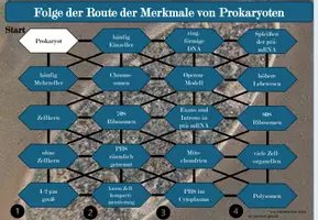 Vorschau - Arbeitsblätter - Labyrinth: Merkmale von Prokaryoten und Eukaryoten - Seite 1