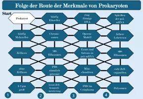 Vorschau - Arbeitsblätter - Labyrinth: Merkmale von Prokaryoten und Eukaryoten - Seite 2