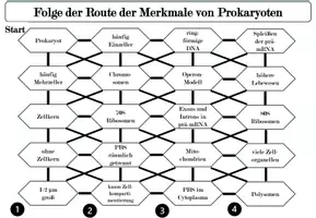 Vorschau - Arbeitsblätter - Labyrinth: Merkmale von Prokaryoten und Eukaryoten - Seite 3