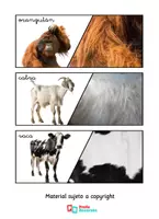 Vista previa - Tarjetas / Manipulativos - Animales y sus Pieles | Tarjetas Montessori de Animales - página 3