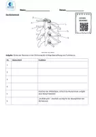 Vorschau - Arbeitsblätter - Rückenmark und Reflexe mit Lösungen - Deckblatt