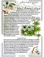 Vorschau - Stundenentwürfe - Heimische Heilpflanzen: Schwarzer Holunder und Waldmeister - Seite 1